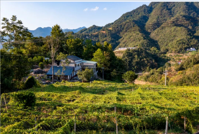 瓜蔞生長基地 攝影:胡九思 瓜蔞生長基地 攝影:胡九思